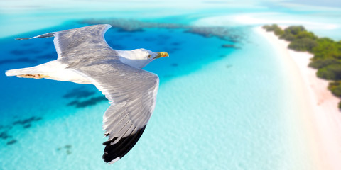 Seagull flying above seacoast