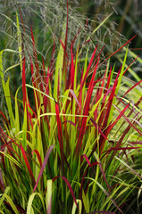 Close up of the grass Imperata Rubra cylindrica 'Red Baron'