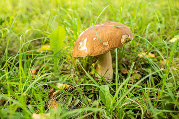 Forest mushrooms in the grass. Gathering mushrooms. Forest mushroom photo