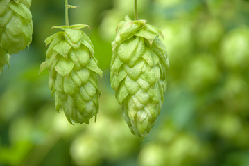 Green hops close up. Green hops is beer ingredient. Green hops agriculture.