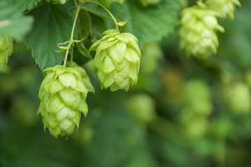 Green hops close up. Green hops is beer ingredient. Green hops agriculture.