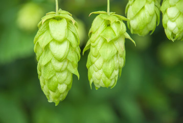 Green hops close up. Green hops is beer ingredient. Green hops agriculture.