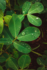 Water droplets on beautiful leaves