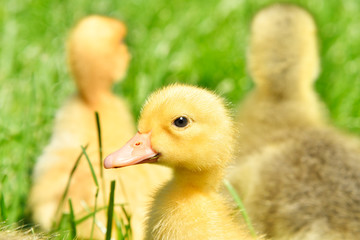 Little cute ducklings sitting in the grass