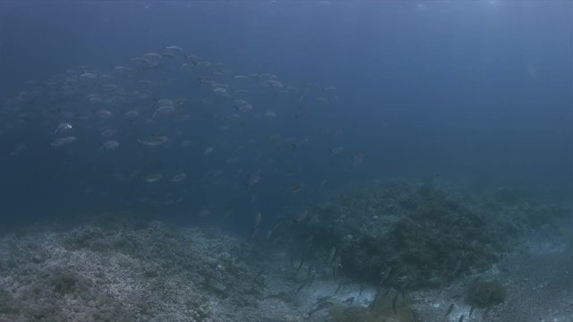 Colorful coral reef with healthy corals and plenty fish. Tubbataha Reef dive site Kook 4k footage