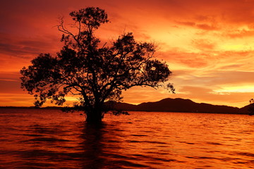 Alone tree at sunset