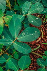 Water droplets on beautiful leaves