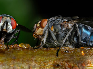 House fly feeding in urban house garden on apple tree branch.