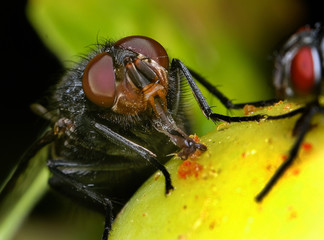 House fly feeding in urban house garden on apple tree branch.