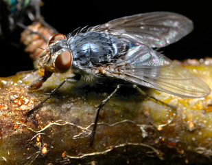 House fly feeding in urban house garden on apple tree branch.