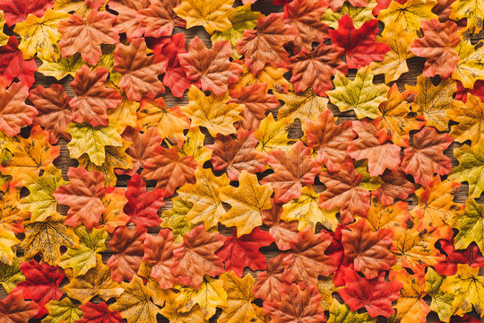 Maple leaves/leaf changing color from green to red in fall autumn seasonal over wood table background with copy space. flatlay