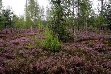 Beautiful purple Heather Calluna vulgaris bush growing in the autumn forest