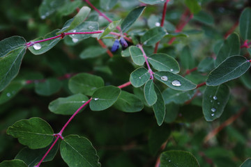 Honeysuckle harvest. Violet berry on the branches. Dew drops on honeysuckle leaves.
