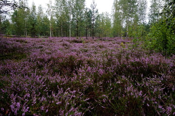 Naklejka premium Beautiful purple Heather Calluna vulgaris bush growing in the autumn forest