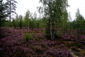 Beautiful purple Heather Calluna vulgaris bush growing in the autumn forest