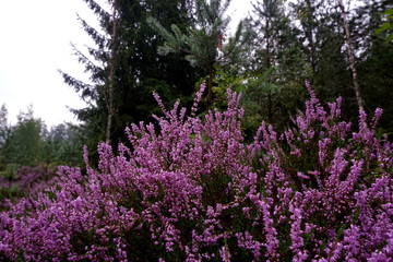 Obraz premium Beautiful purple Heather Calluna vulgaris bush growing in the autumn forest