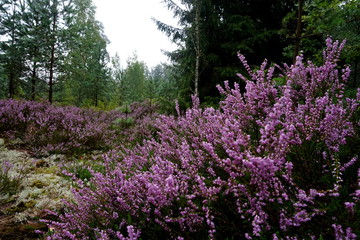 Beautiful purple Heather Calluna vulgaris bush growing in the autumn forest