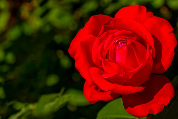 Closeup of a red rose on a green natural background.  Using of soft macro shoot . Nature concept for design. Greeting card background. Horizontal background.