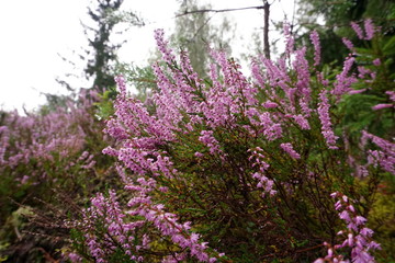 Beautiful purple Heather Calluna vulgaris bush growing in the autumn forest