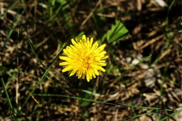 Yellow flowers close-up in a field on nature on a green background.