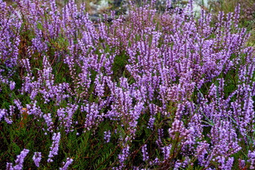 Beautiful purple Heather Calluna vulgaris bush growing in the autumn forest