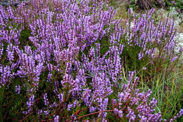 Naklejka premium Beautiful purple Heather Calluna vulgaris bush growing in the autumn forest