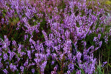 Fototapeta premium Beautiful purple Heather Calluna vulgaris bush growing in the autumn forest