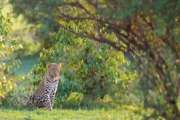 Leopard (Panthera pardus), Masai Mara National Reserve, Kenya © Ana Gram
