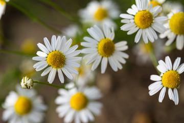 Tripleurospermum inodorum, wild chamomile, mayweed, false chamomile, and Baldr's brow, is the type species of Tripleurospermum.	