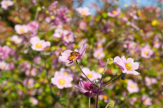 Herbst-Anemone
