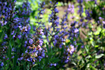 Close up beautiful blue Salvia flower blooming in outdoor garden with blurred background.Purple Salvia is herbal plant in the mint family.Botanical,natural,herb and flower