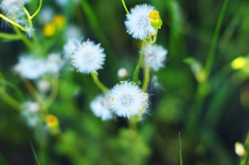 Dandelion seeds in the sunlight blowing away across