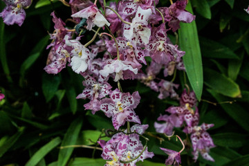 Fuchsia speckled flowers