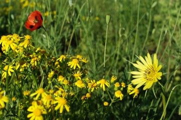 Yellow flowers close-up in a field on nature on a green background.