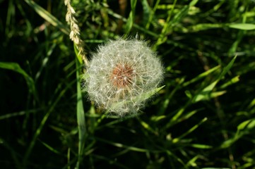 Dandelion seeds in the sunlight blowing away across