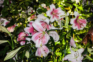 Lillies of Singapore