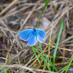 butterfly on the grass