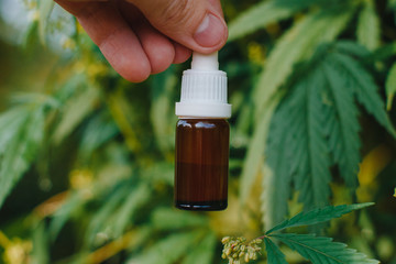 CBD oil cannabis in a glass jar in hand on a background of bushes of marijuana, hemp. The concept...