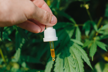 CBD oil in a glass transparent dropper of cannabis in hand against the background of bushes of...