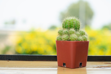 Cactus in flowerpot on table background...