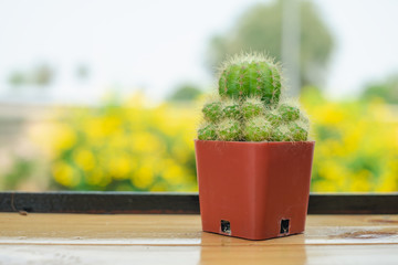 Cactus in flowerpot on table background...