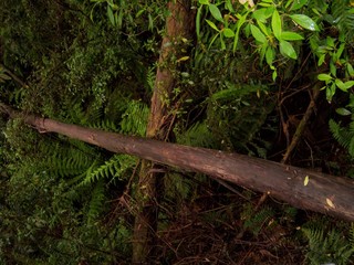Fallen Trees
