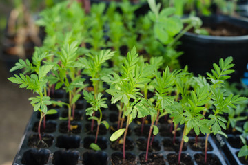 Young plant hydroponic before plant on the ground. Watering with spray foggy. agricultural organic vegetable in farm garden. Modern rural traditional concept.