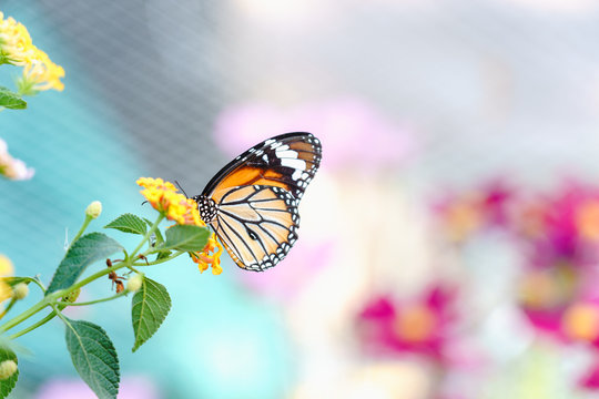 Close up colorful orange butterfly on yellow flower in garden pink blurred background