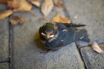 View of a baby swallow