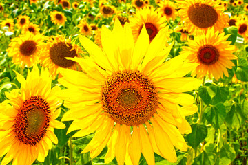 Fototapeta premium field of sunflowers