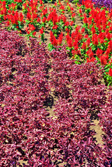 Beautiful view with blooming flowers in the botanical garden