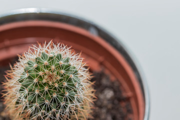 cactus in a pot