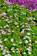 Fototapeta premium Beautiful view with blooming flowers in the botanical garden