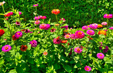 Beautiful view with blooming flowers in the botanical garden